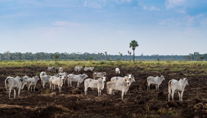 Collagen trade fuels deforestation crisis in Paraguay, says NGO