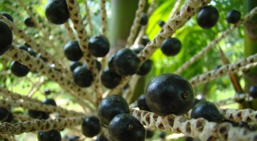 Le succès mondial de l'açaí met-il en péril l'Amazonie brésilienne ?