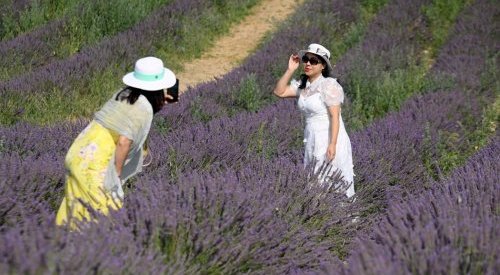 La lavande provençale attire les foules, mais la sécheresse la menace