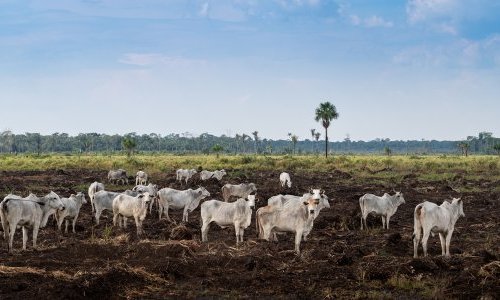 Le commerce du collagène source de déforestation au Paraguay, selon une ONG