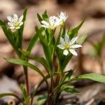 CycloRetin is extracted from Pseudostellaria heterophylla (Photo: Clariant)