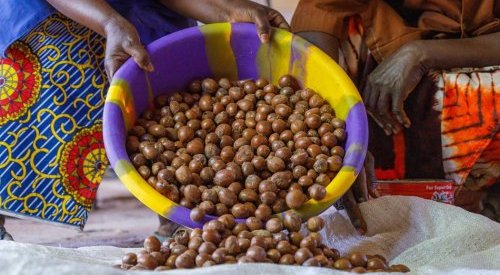 The shea butter sector, a real instrument of economic development in Africa