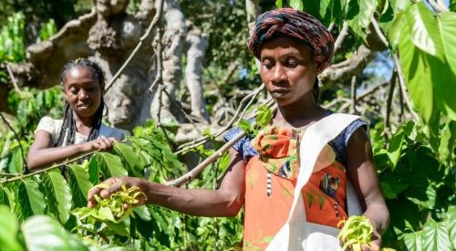 Jacarandas cultivates Madagascar scents: from ylang-ylang to pink peppercorn