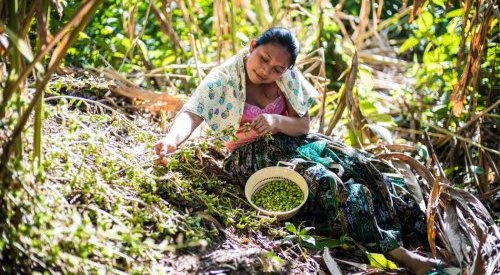 Nelixia extrait durablement les parfums de la biodiversité d'Amérique latine