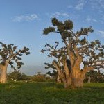 Evonik's Ecohance Soft Baobab is a botanical oil refined from the non-edible seeds of the baobab fruit that can be used as a botanical emollient in a wide range of natural cosmetic formulations (Photo: © kaikups / iStock)